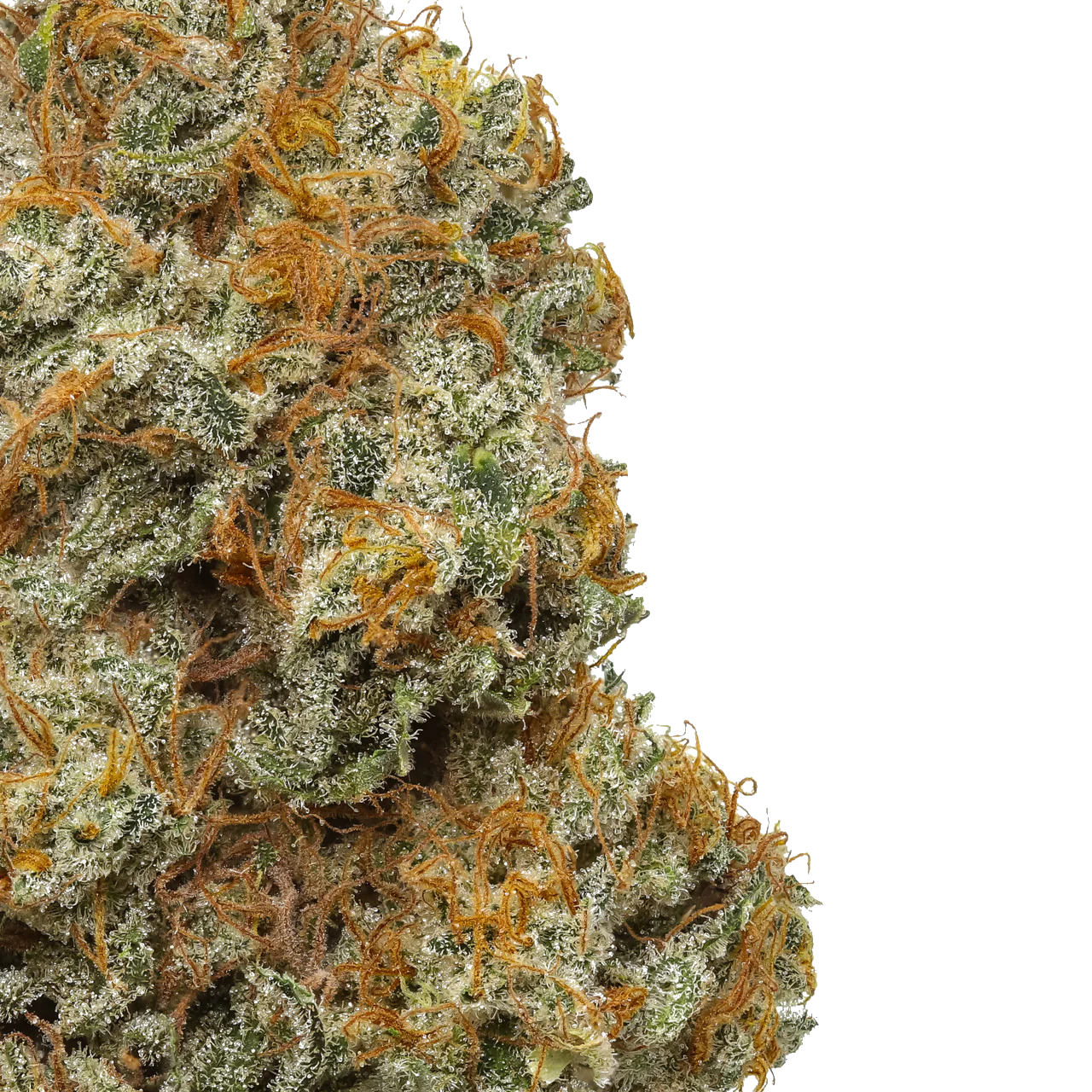 Northern Lights #5