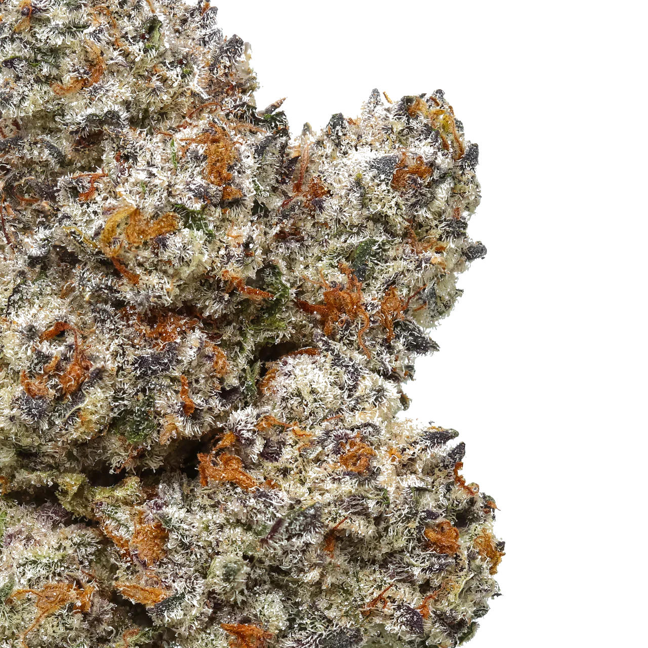 Close-up of frosty Octane Mintz cannabis bud with orange hairs and purple accents