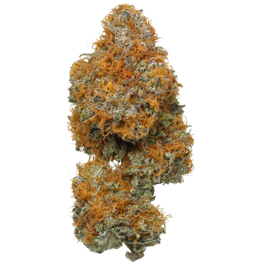 Orange Apricot Mac Capulator cannabis bud with dense orange hairs and frosty trichomes