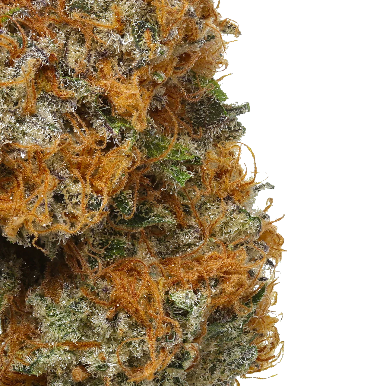 Close-up of orange apricot cannabis bud with trichomes and orange hairs