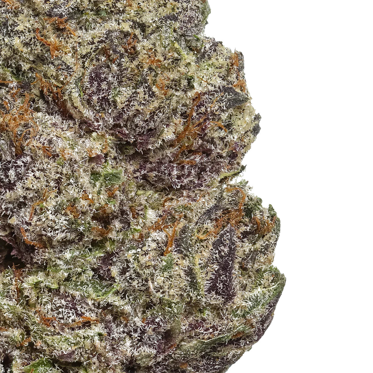 Close-up of Orange Sherbet cannabis bud with frosty trichomes and purple hues on white background