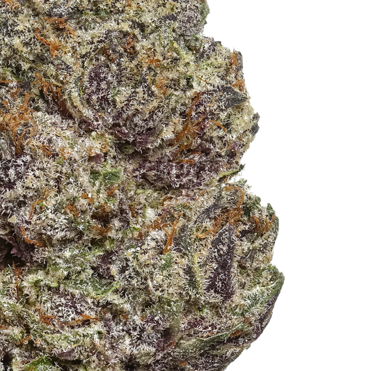 Close-up of Orange Sherbet cannabis bud with frosty trichomes and purple hues on white background