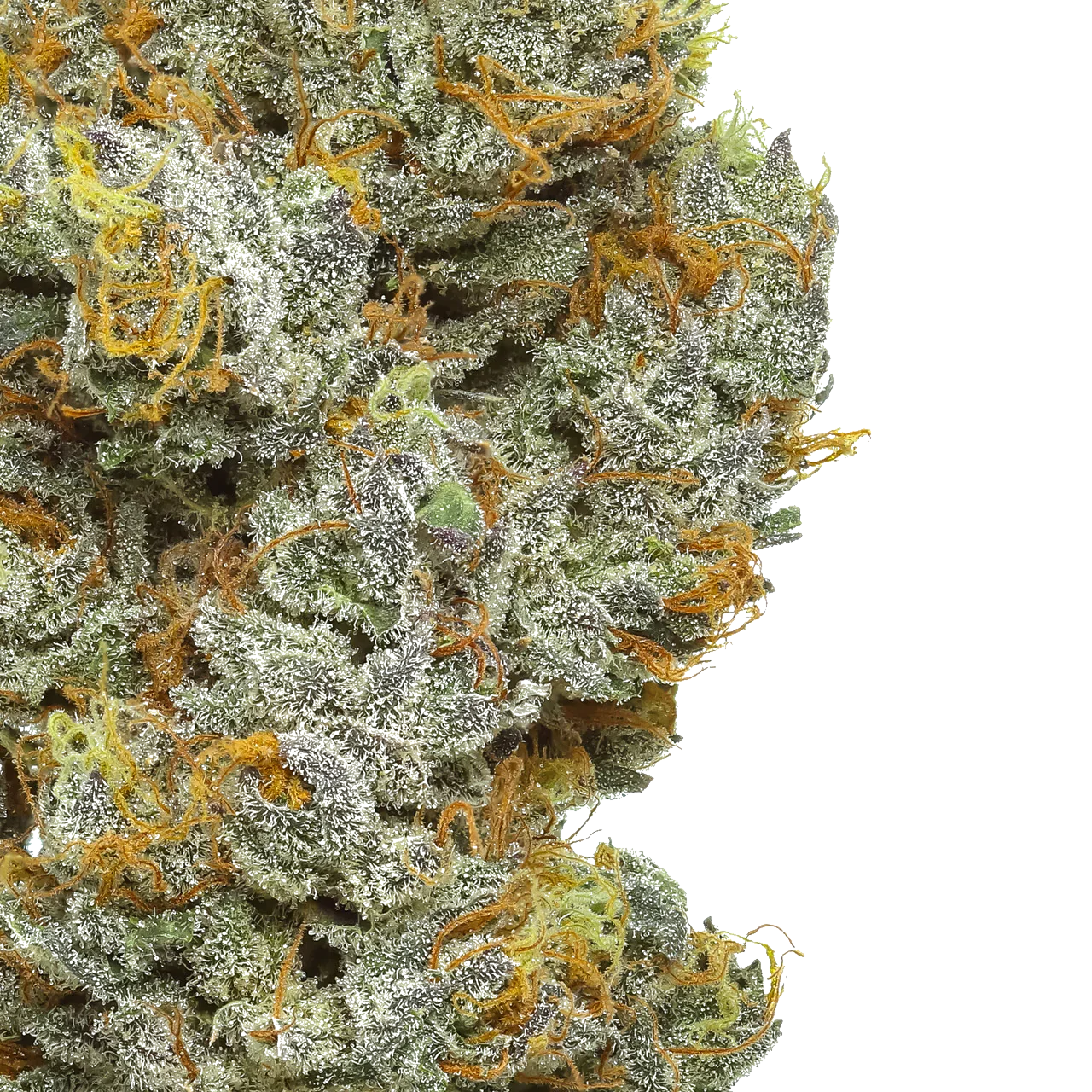 Close-up of Orange Soda cannabis flower buds with trichomes and orange hairs