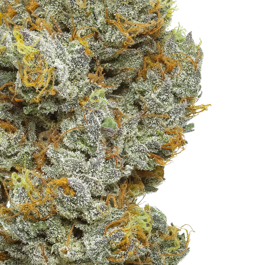 Close-up of Orange Soda cannabis flower buds with trichomes and orange hairs