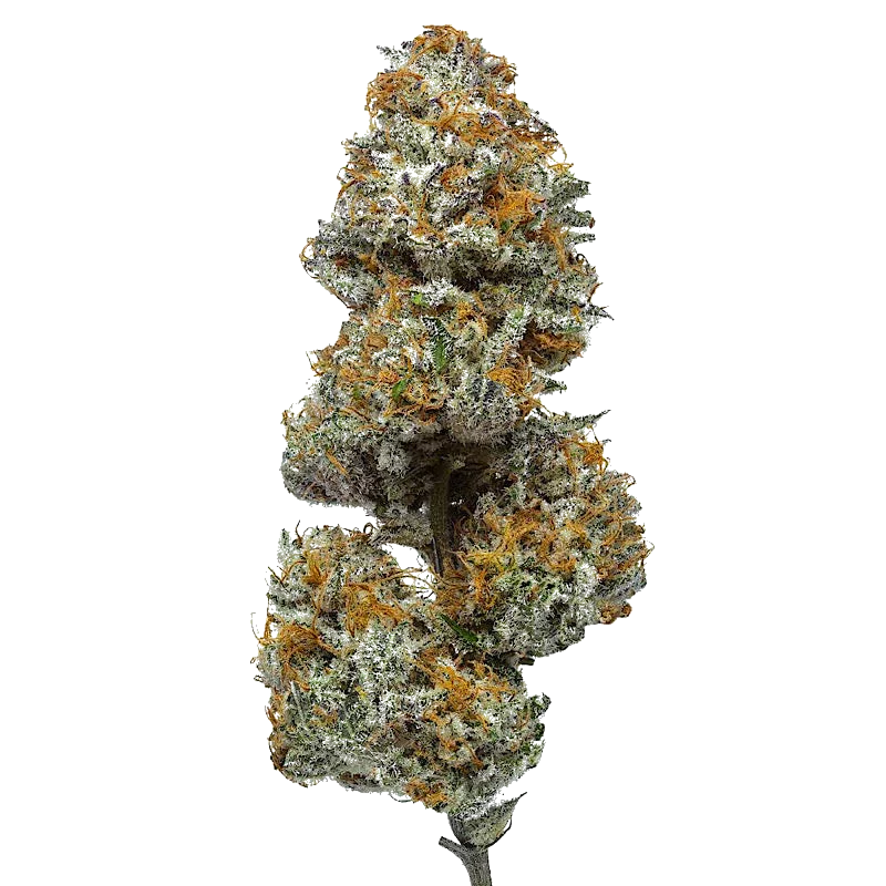 Paradise OG cannabis bud with orange hairs and frosty trichomes on a white background