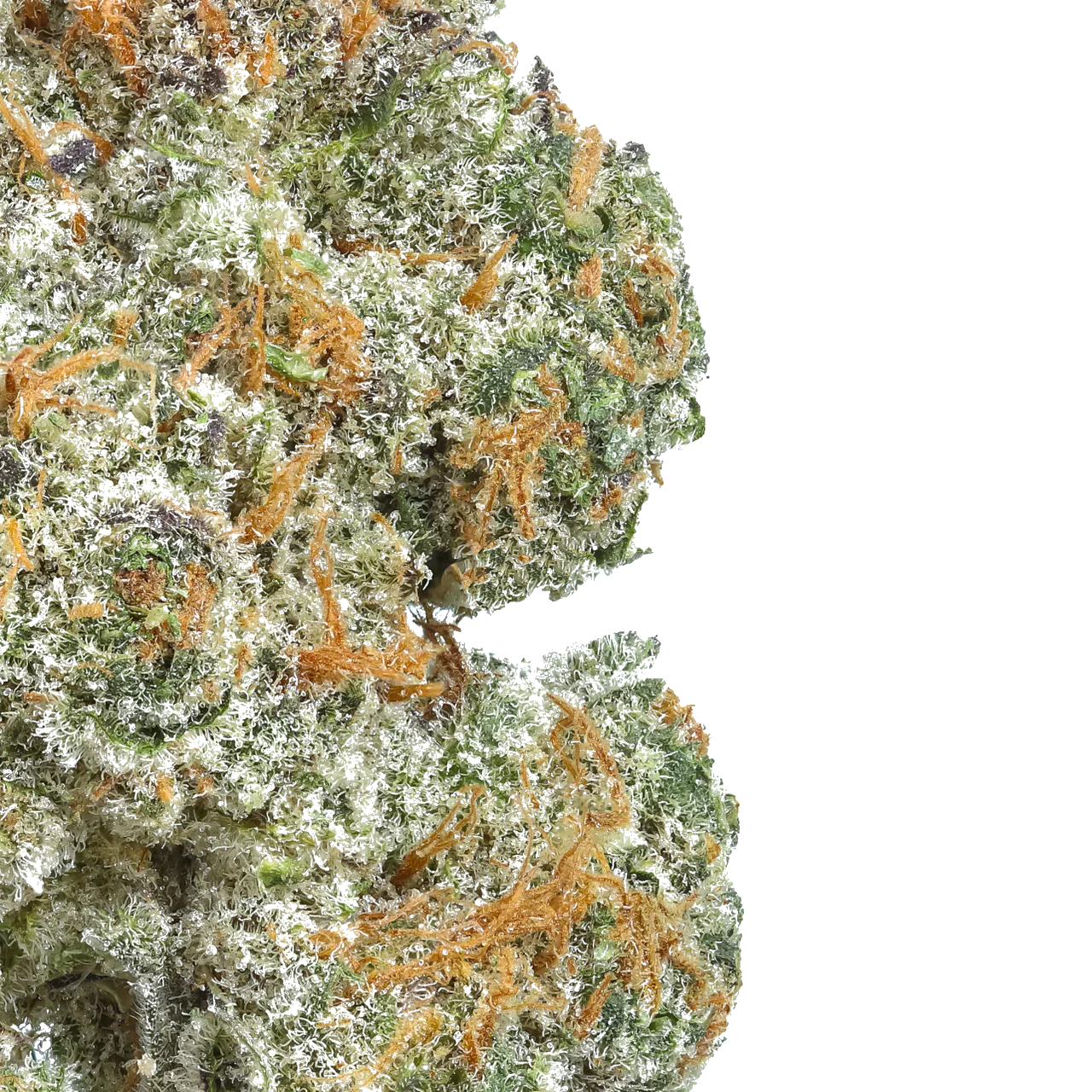 Close-up of frosty green and orange cannabis bud with trichomes on white background