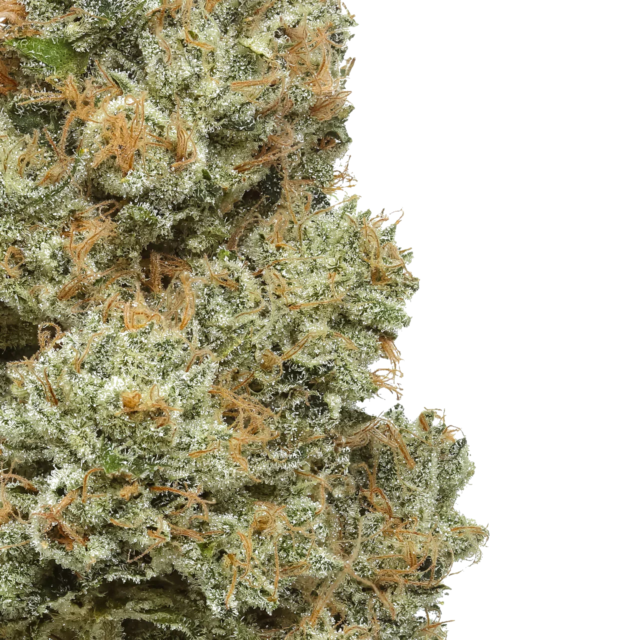 Close-up of frosty cannabis bud with orange hairs on white background
