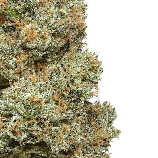 Close-up of frosty cannabis bud with orange hairs on white background