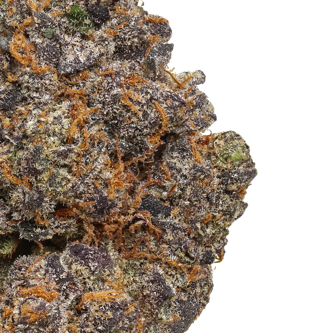 Close-up of purple cannabis bud with orange hairs and frosty trichomes on white background