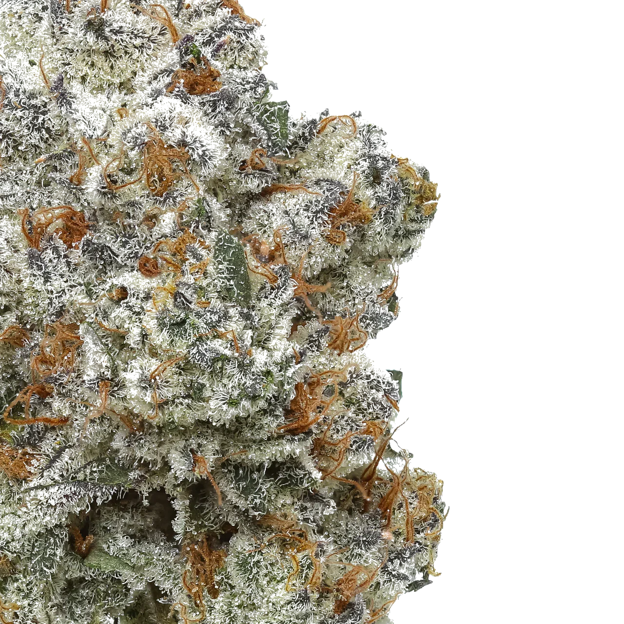 Close-up of frosty, trichome-covered cannabis bud with orange hairs on white background