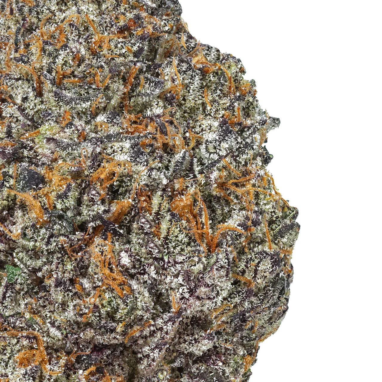 Macro shot of Purple Cream Cake cannabis bud with vibrant purple, green, and orange hairs
