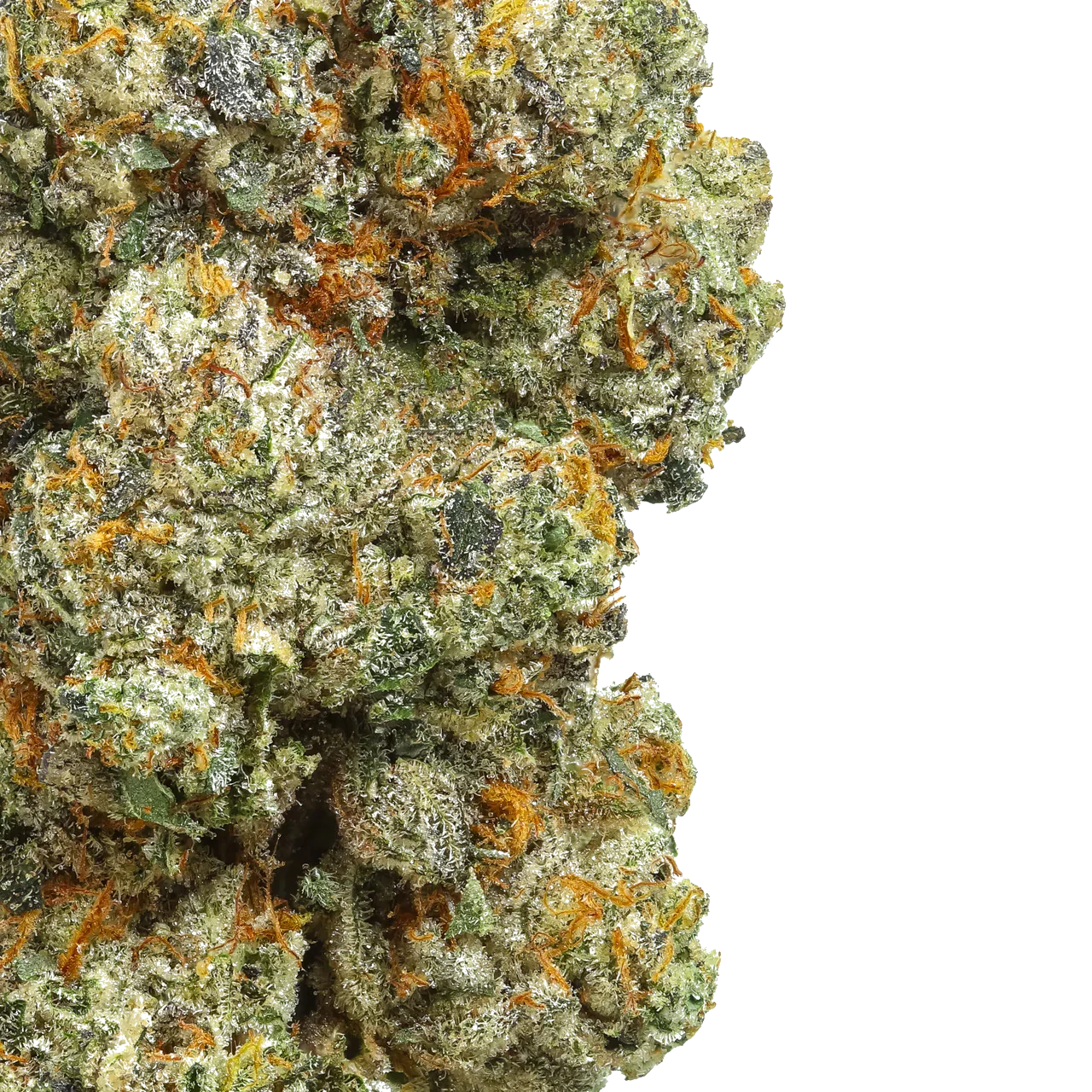Close-up of dense cannabis bud with purple, green, and orange hairs on white background