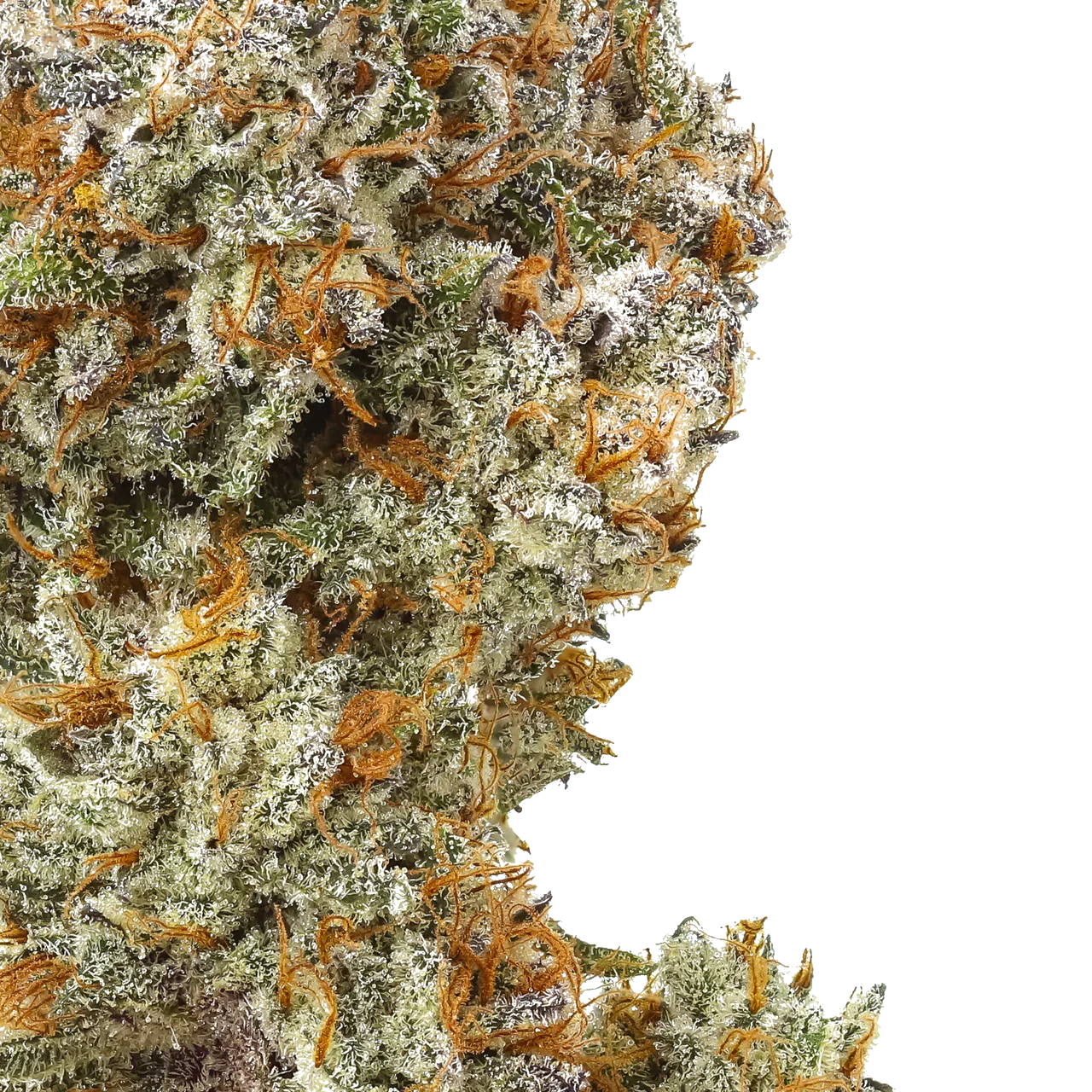 Close-up of Rainbow Pez cannabis bud with frosty trichomes and orange hairs
