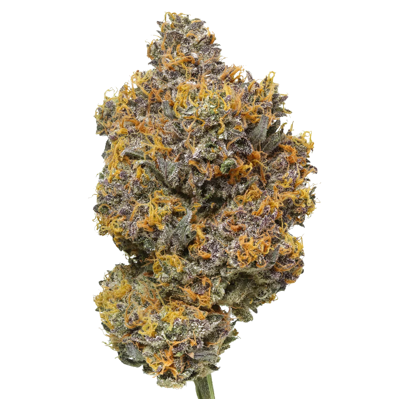 Rainbow Sherbet cannabis bud close-up with purple, green, and orange hairs on a white background