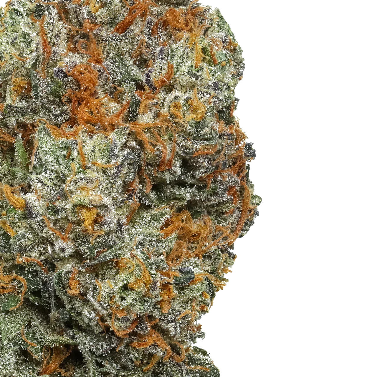 Close-up of Rainshadow Runtz cannabis bud with orange hairs and frosty trichomes