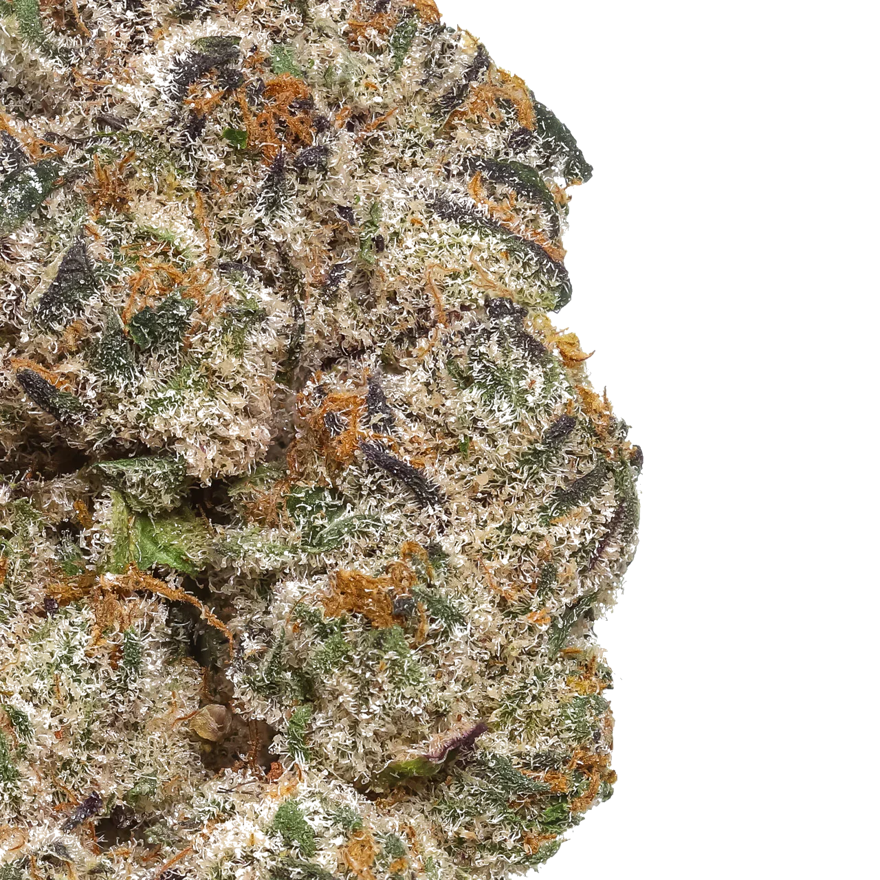 Close-up of frosty cannabis bud with orange hairs and purple accents on white background