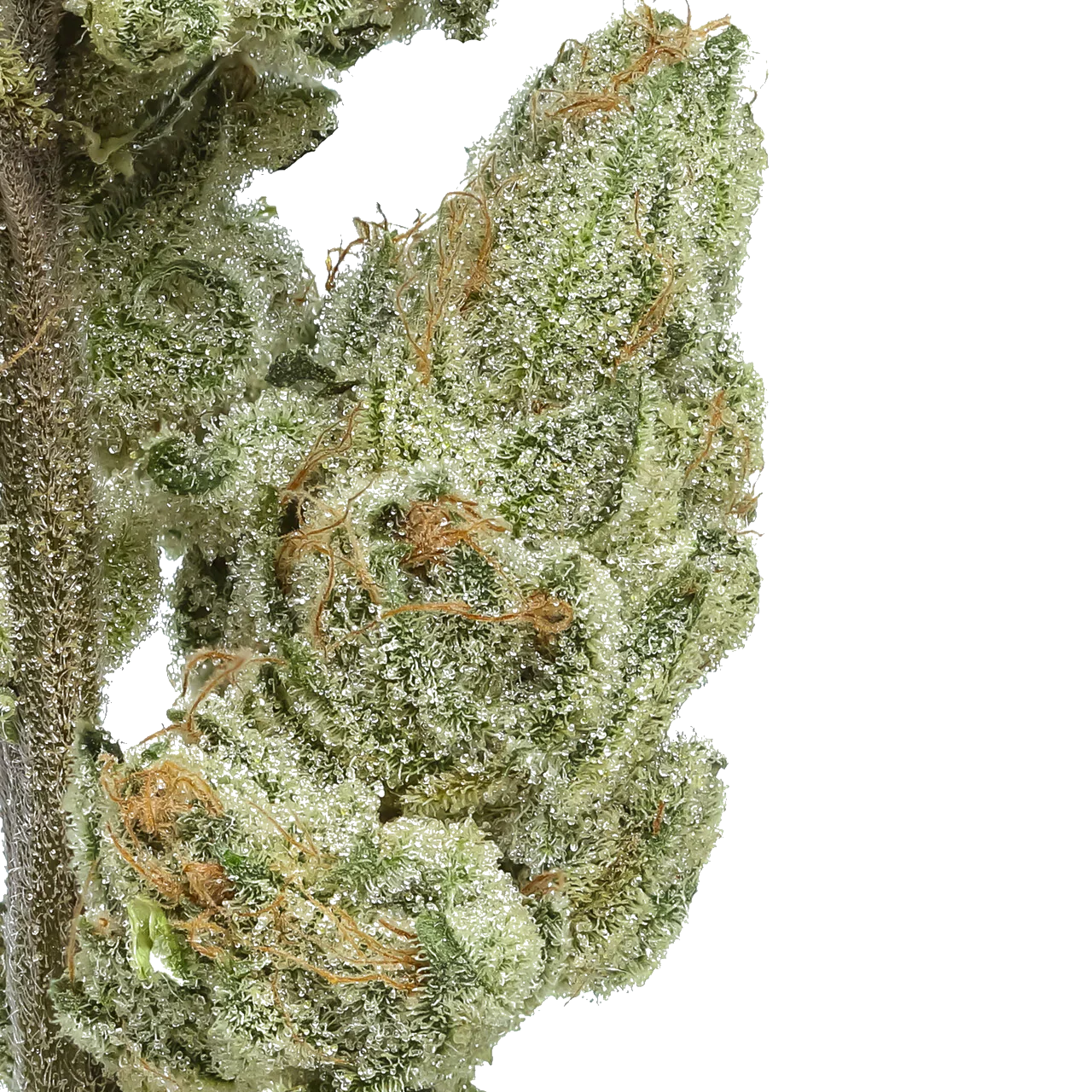 Close-up of frosty Sour Melon Soda cannabis bud with orange hairs and trichomes