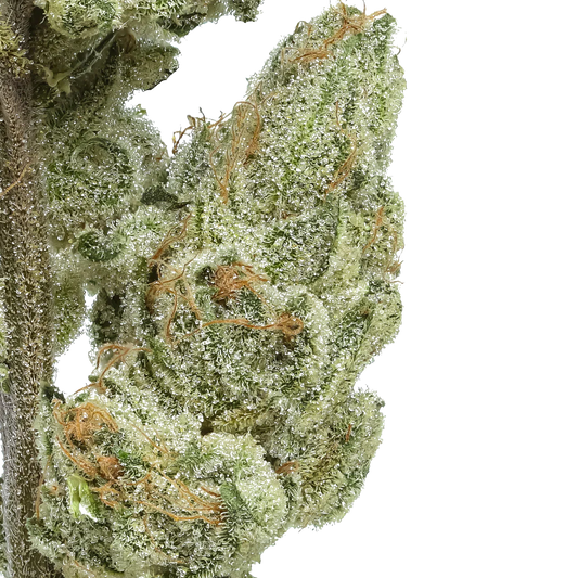 Close-up of frosty Sour Melon Soda cannabis bud with orange hairs and trichomes