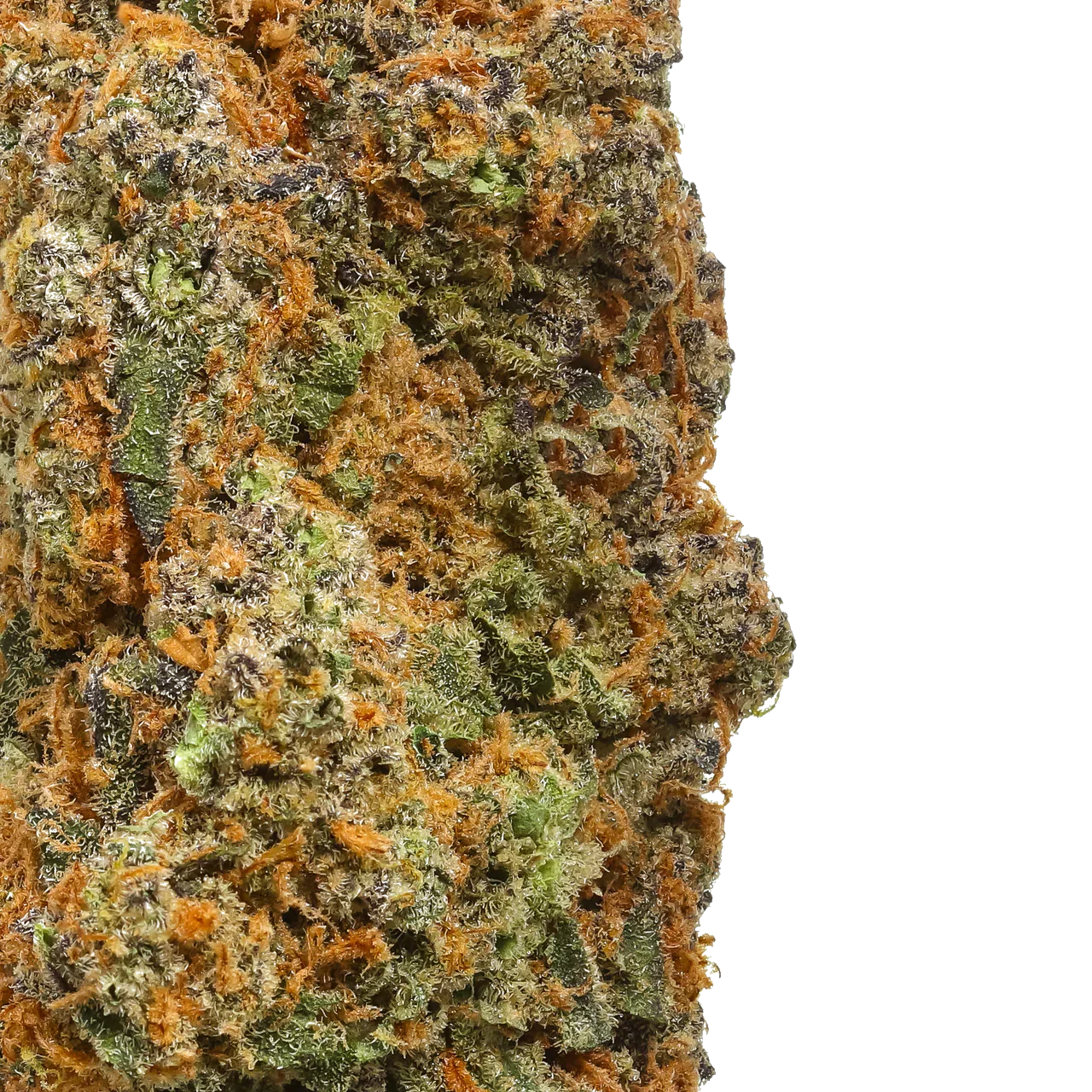 Close-up of cannabis bud with green, orange, and purple trichomes on white background