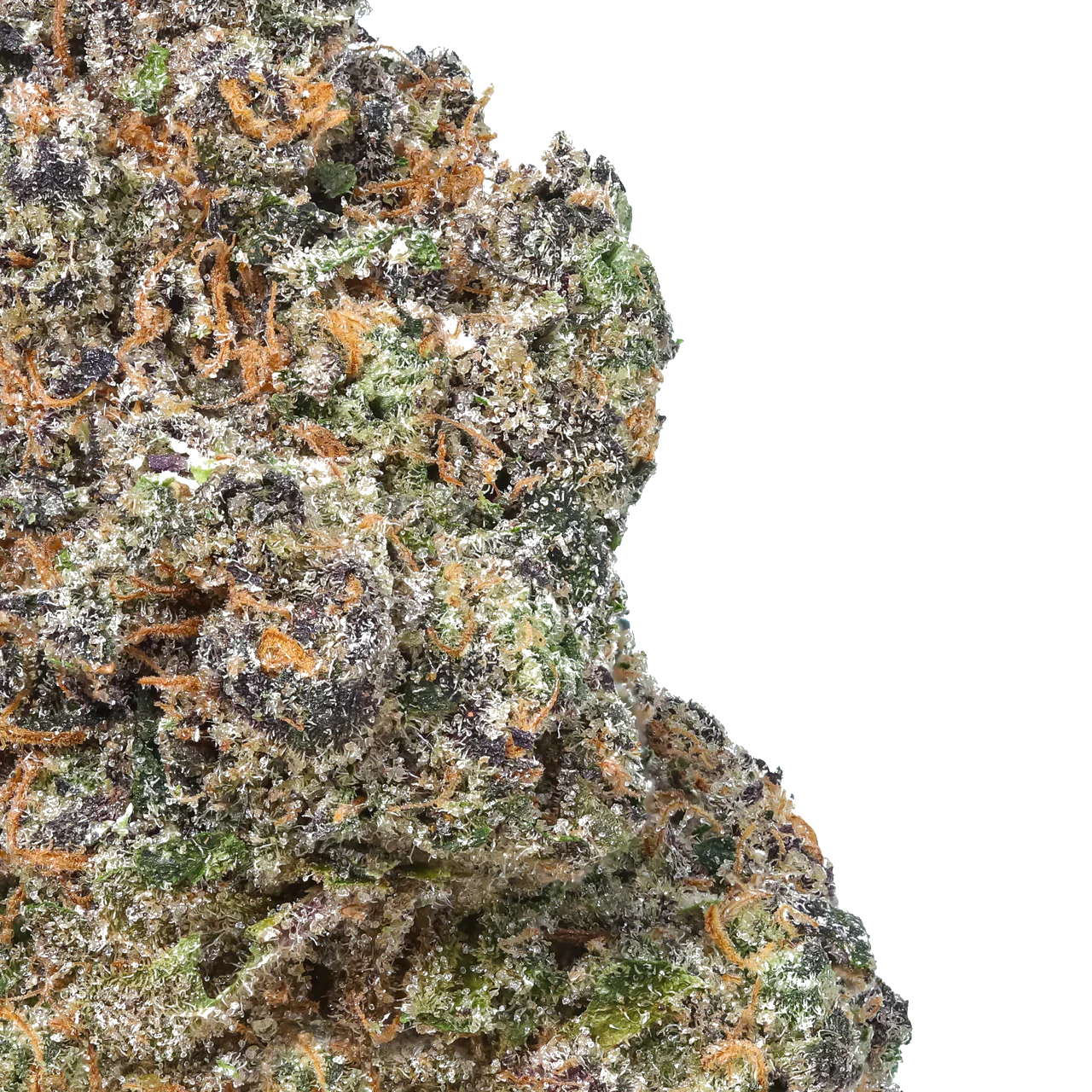 Close-up of frosty cannabis bud with orange hairs and purple, green hues on white background