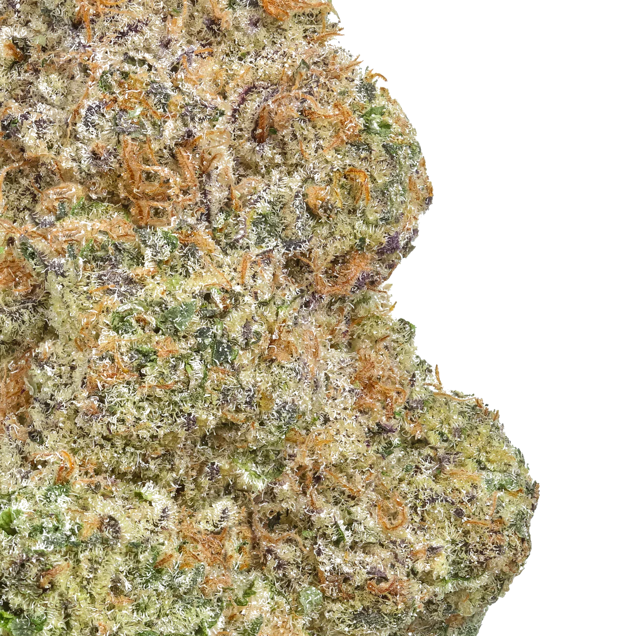 Close-up of frosty cannabis bud with orange hairs and purple, green trichomes on white background