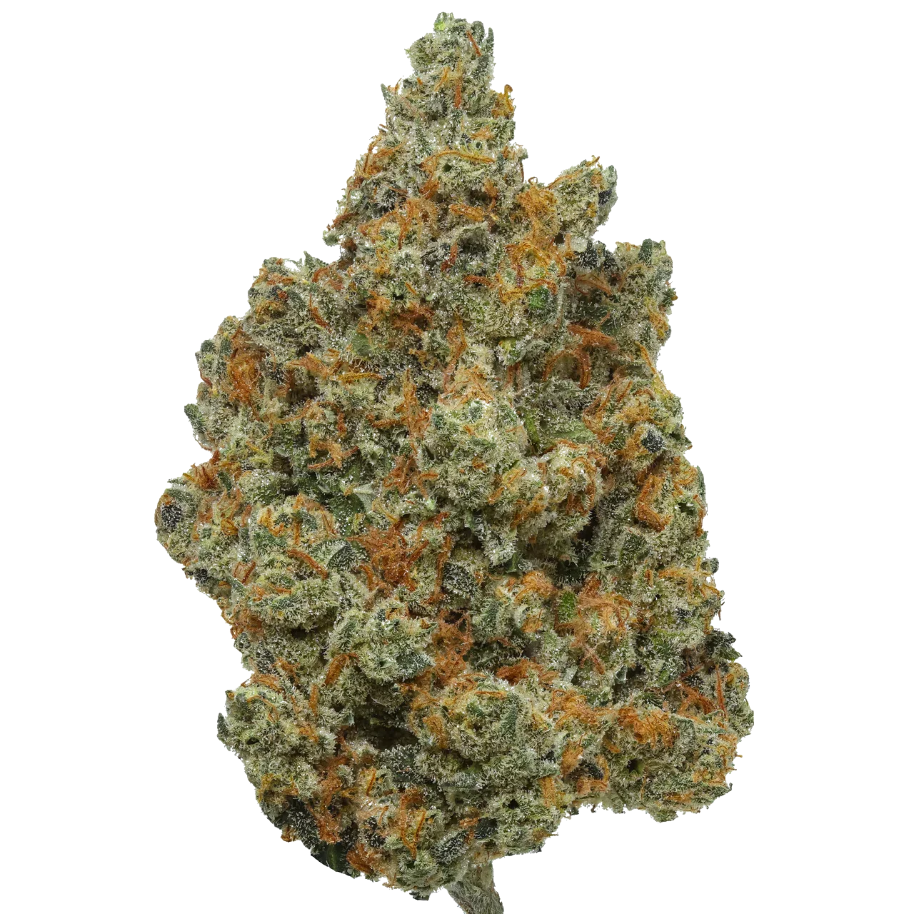 kyle kushman strawberry cough seeds Strawberry Cough
