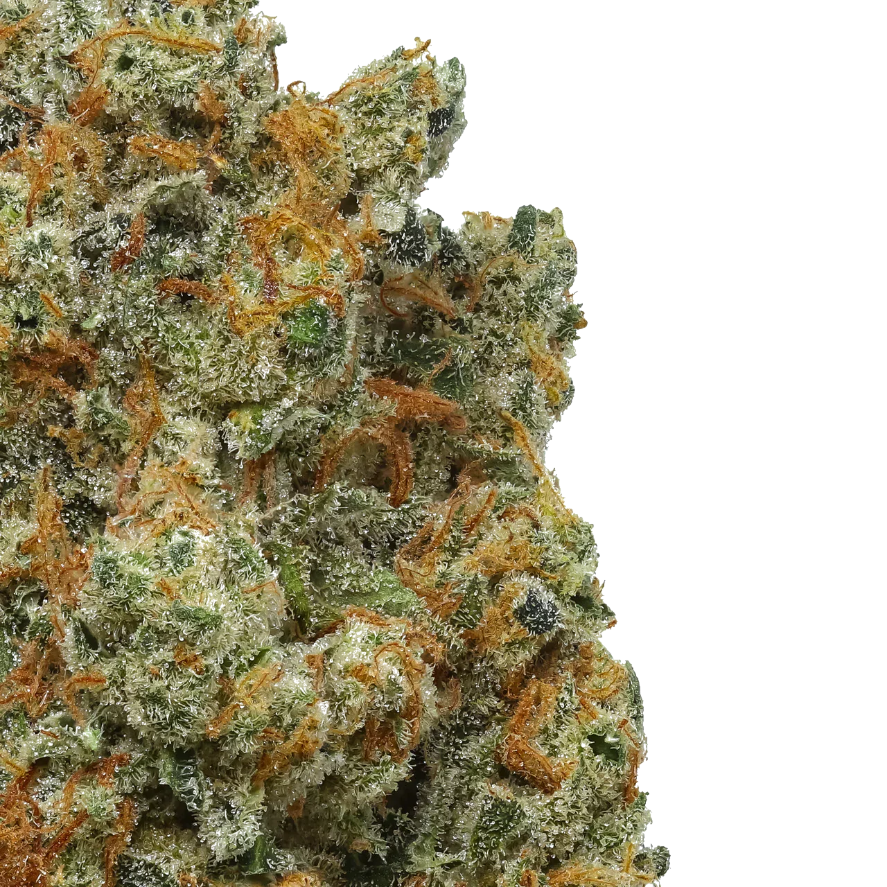 Close-up of frosty Strawberry Cough cannabis bud with orange hairs on white background
