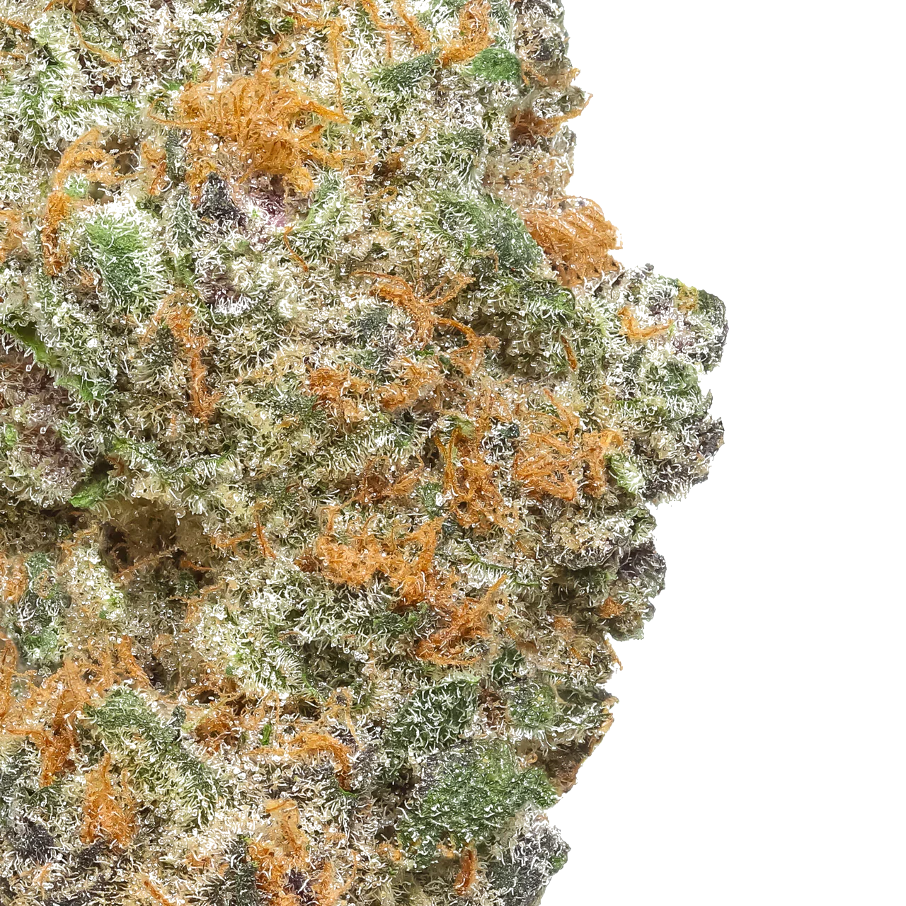Super Boof cannabis flower close-up with orange hairs and frosty trichomes