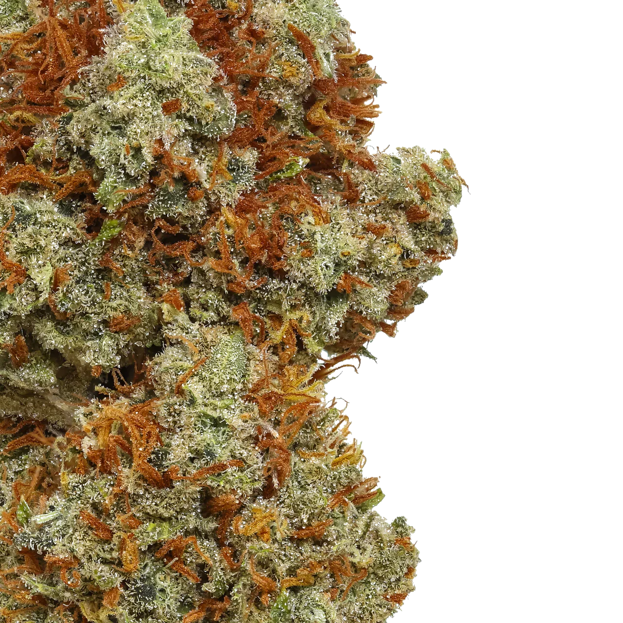 Close-up of Super Lemon Haze cannabis bud with orange hairs and frosty trichomes