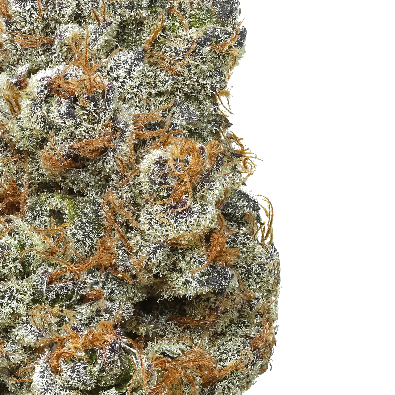 Close-up of cannabis flower bud with orange hairs and frosty trichomes
