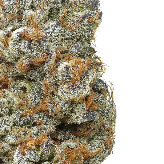 Close-up of cannabis flower bud with orange hairs and frosty trichomes