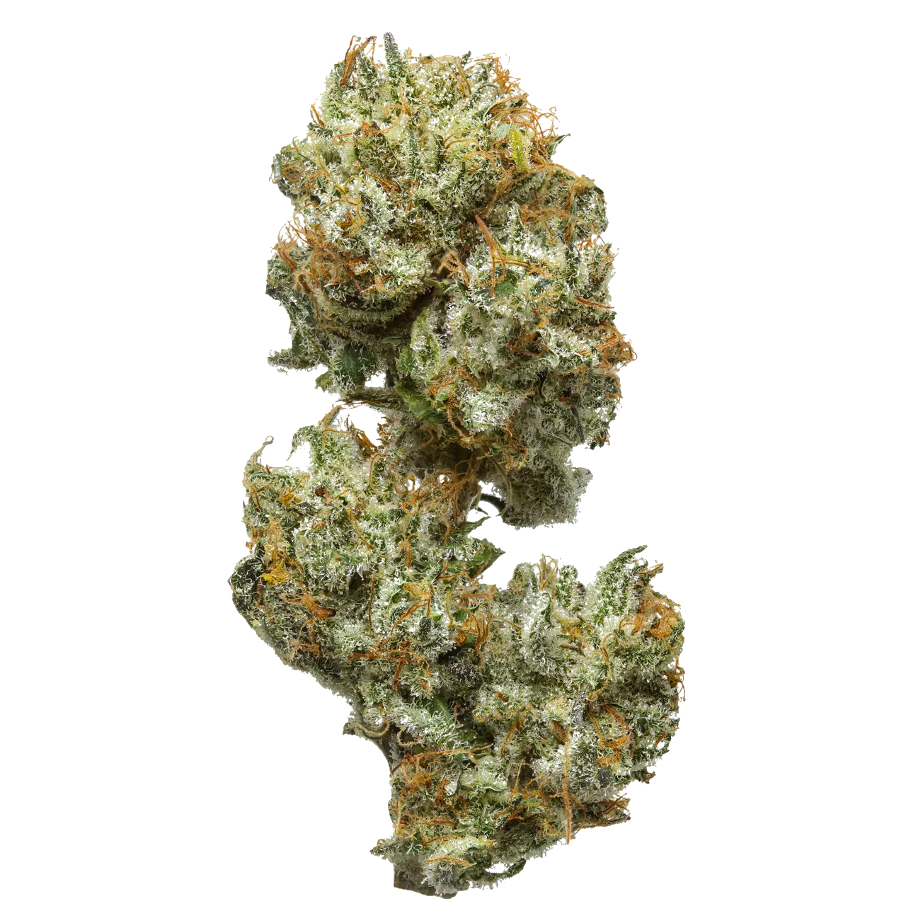 Close-up of Tennessee Moonshine cannabis buds with trichomes and orange hairs