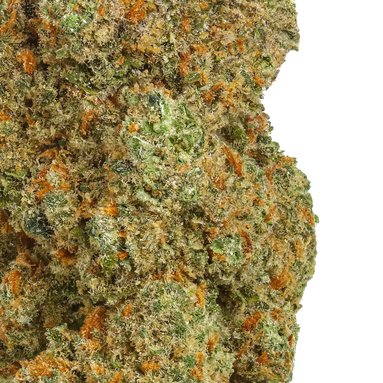 Close-up of Triple Sec cannabis bud with green, orange hairs and frosty trichomes