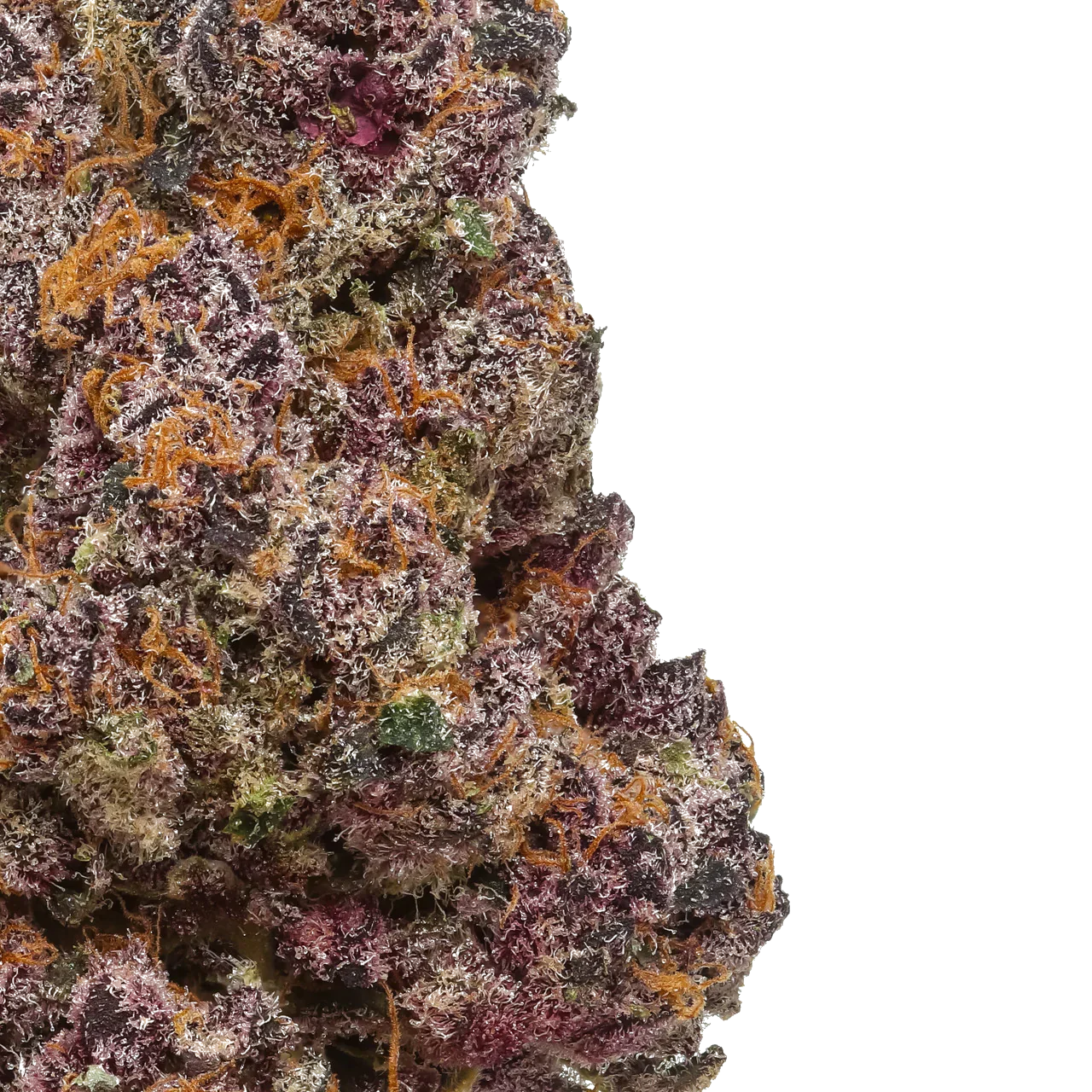 Closeup of Trop Cherry cannabis bud with purple, green, and orange trichomes on white background