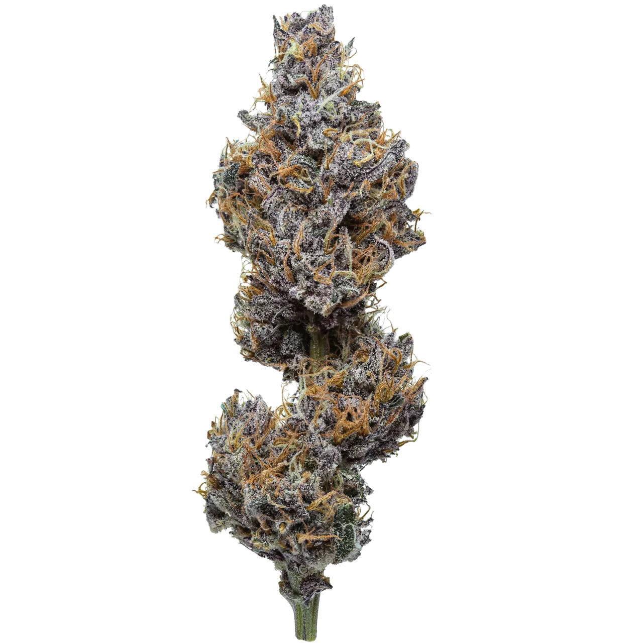 Close-up of dense cannabis bud with purple hues and orange hairs on a white background