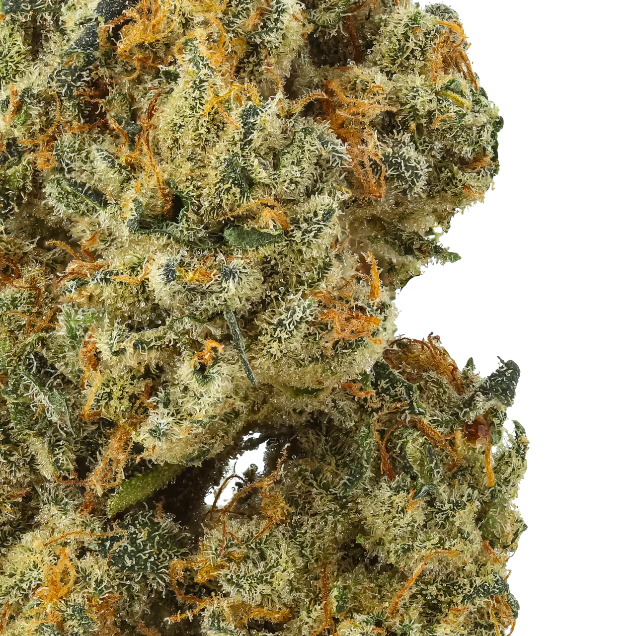 Close-up of dense cannabis bud with orange hairs and frosty trichomes on striped background