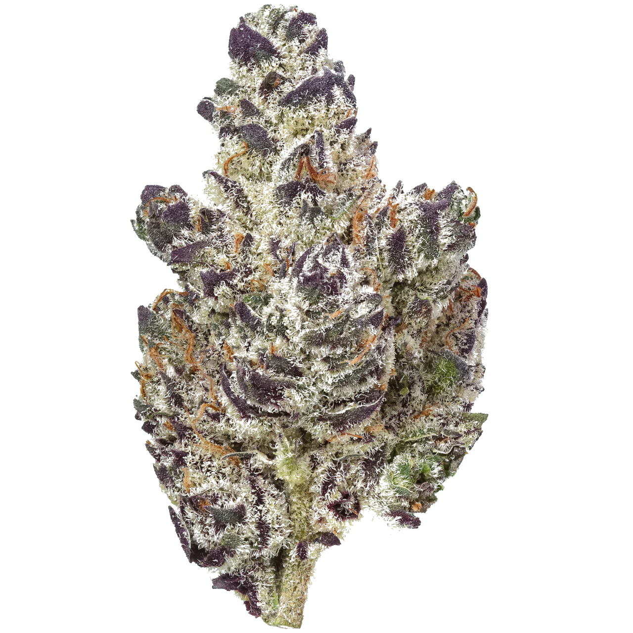 Frosty purple cannabis bud with orange hairs on a white background