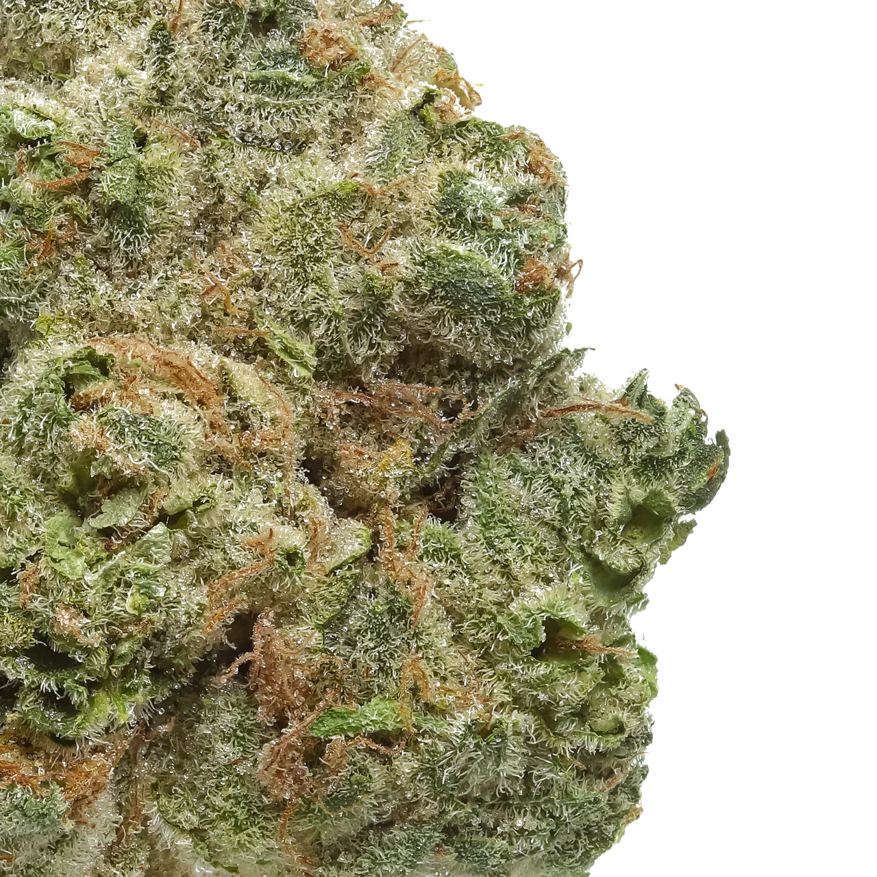 Close-up of frosty green cannabis bud with orange hairs against a white background