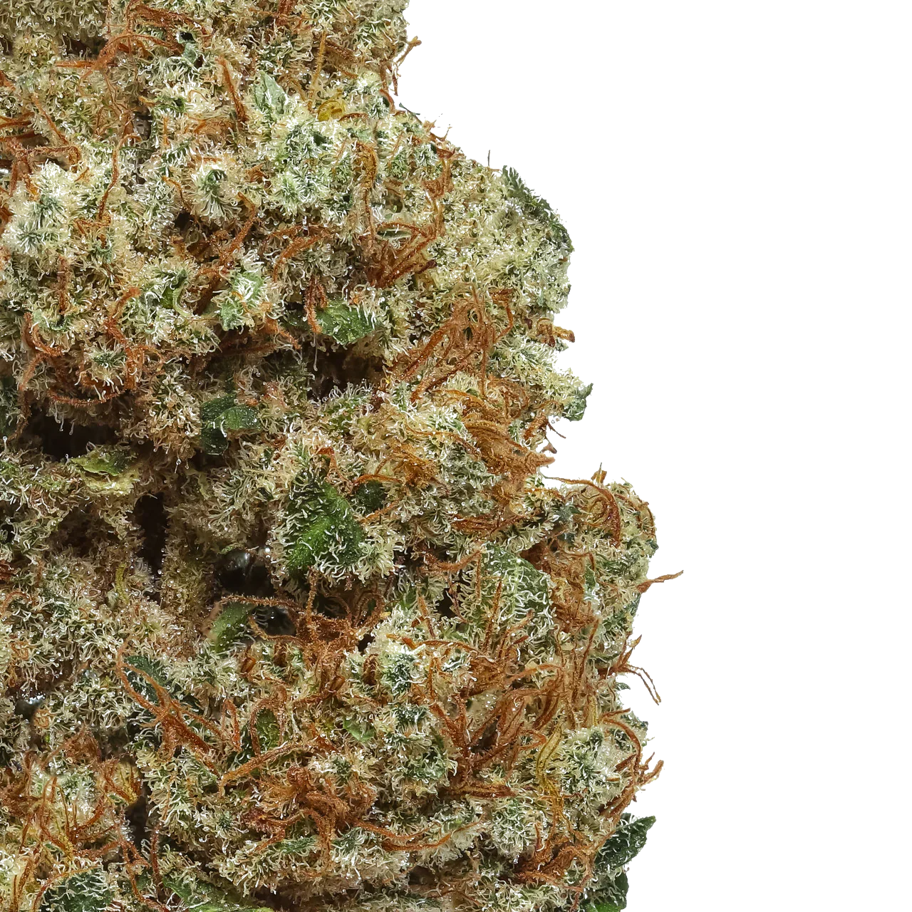 Close-up of cannabis bud with orange hairs and frosty trichomes on white background