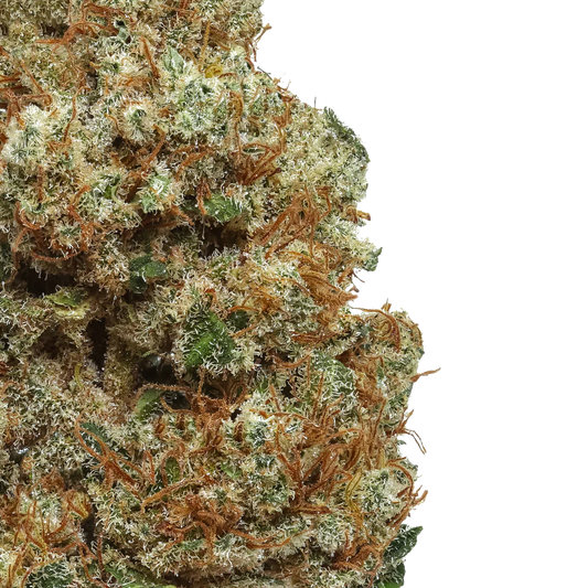 Close-up of cannabis bud with orange hairs and frosty trichomes on white background