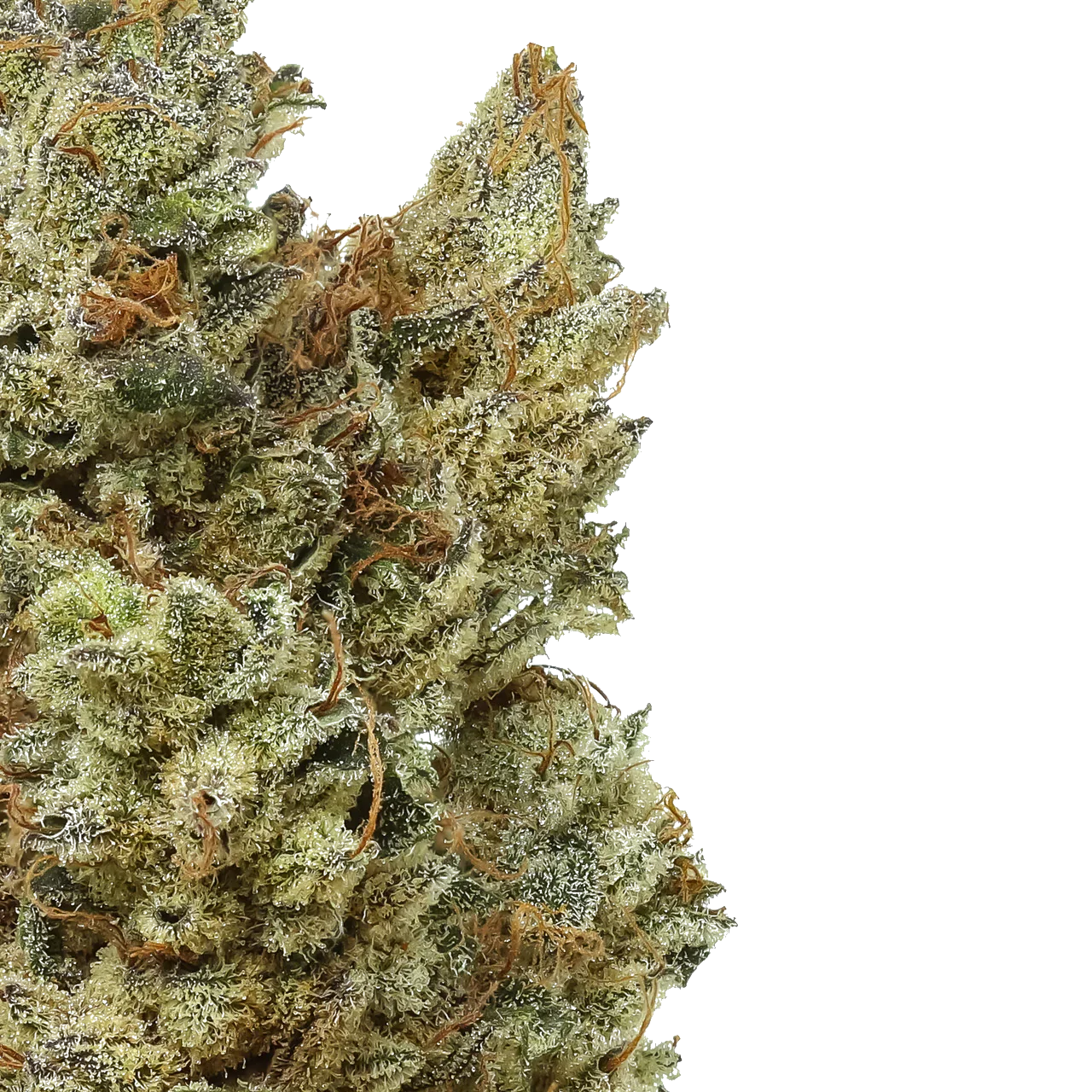 Close-up of frosty cannabis bud with orange hairs on white background