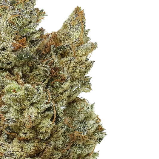 Close-up of frosty cannabis bud with orange hairs on white background