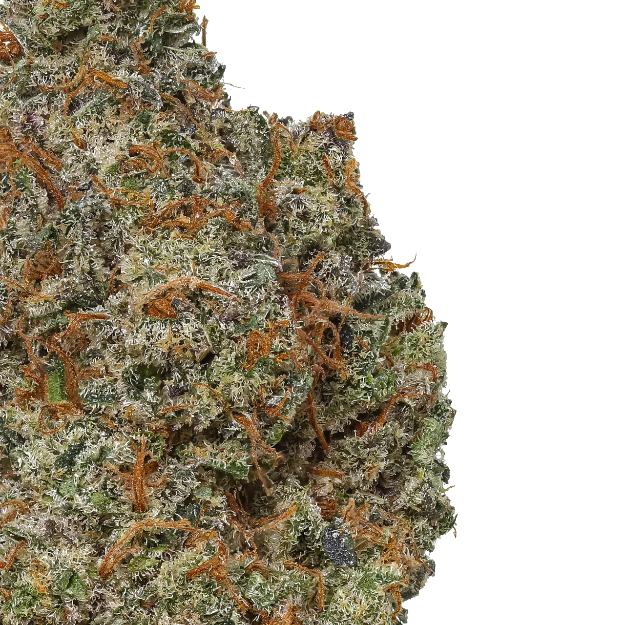 Closeup of Yak Butter cannabis bud with trichomes and orange hairs on white background