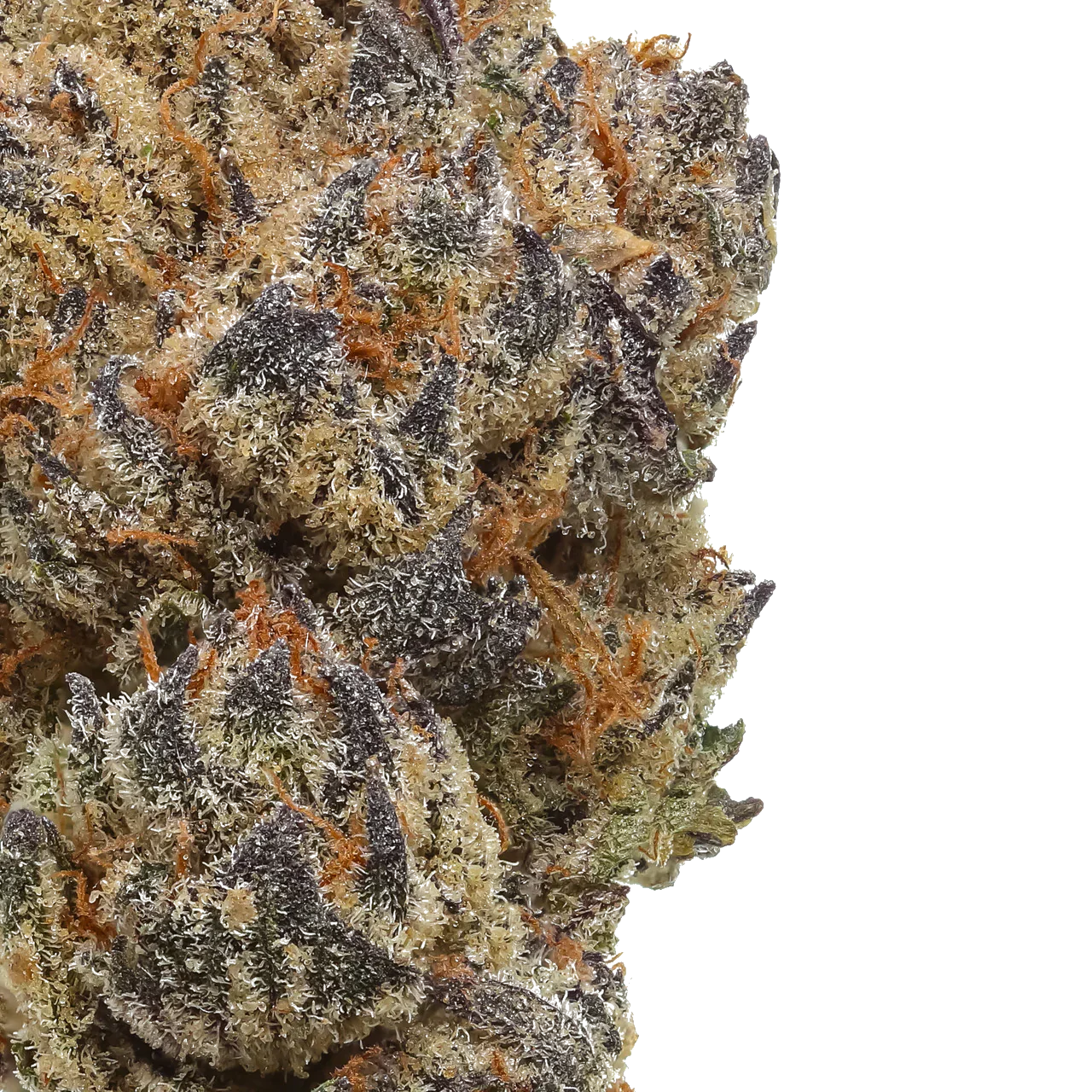Close-up of frosty cannabis bud with purple hues and orange hairs on a white background