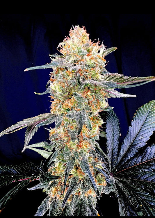 Banana Alien Burn (Banana Alien Kush x Miracle Burn)