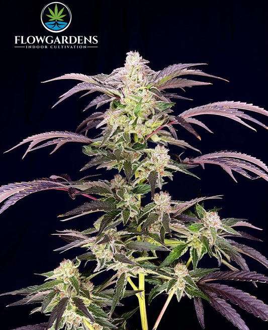 Banana Kiss (Banana MAC x Abacus)
