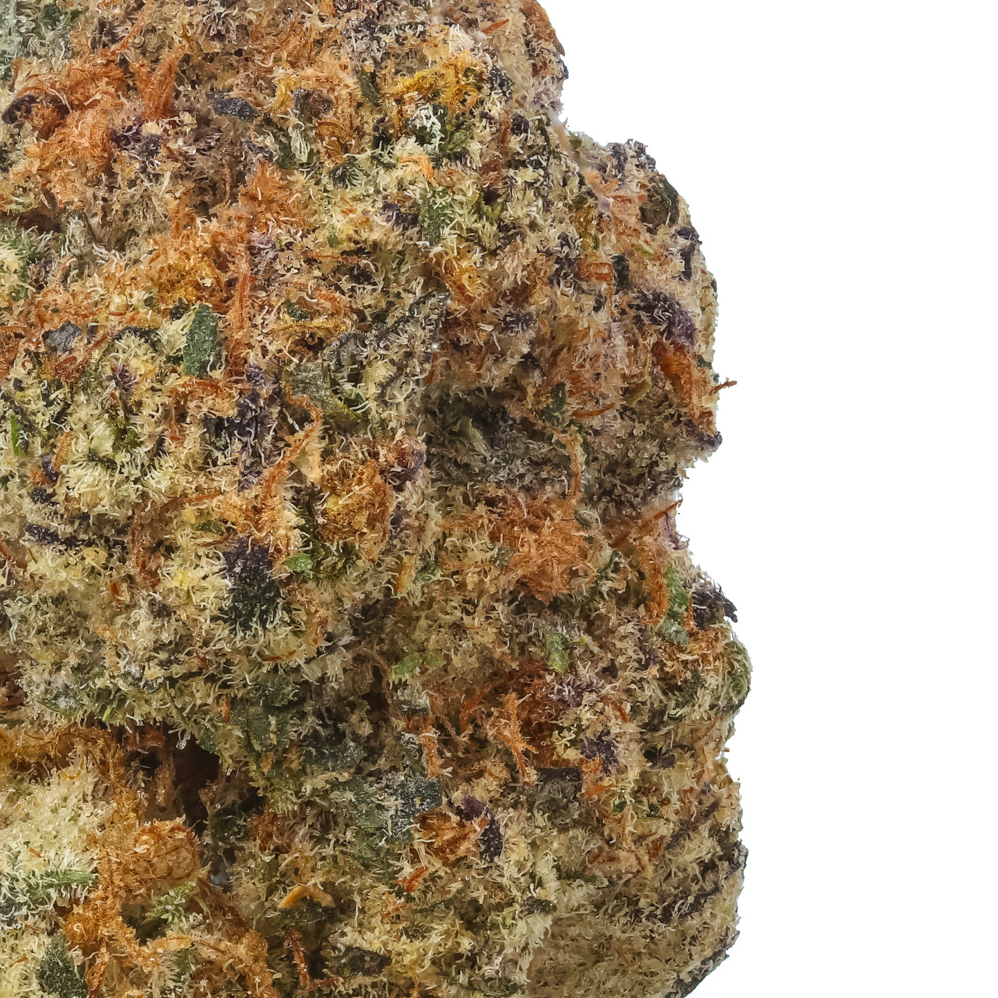 Black Baccara