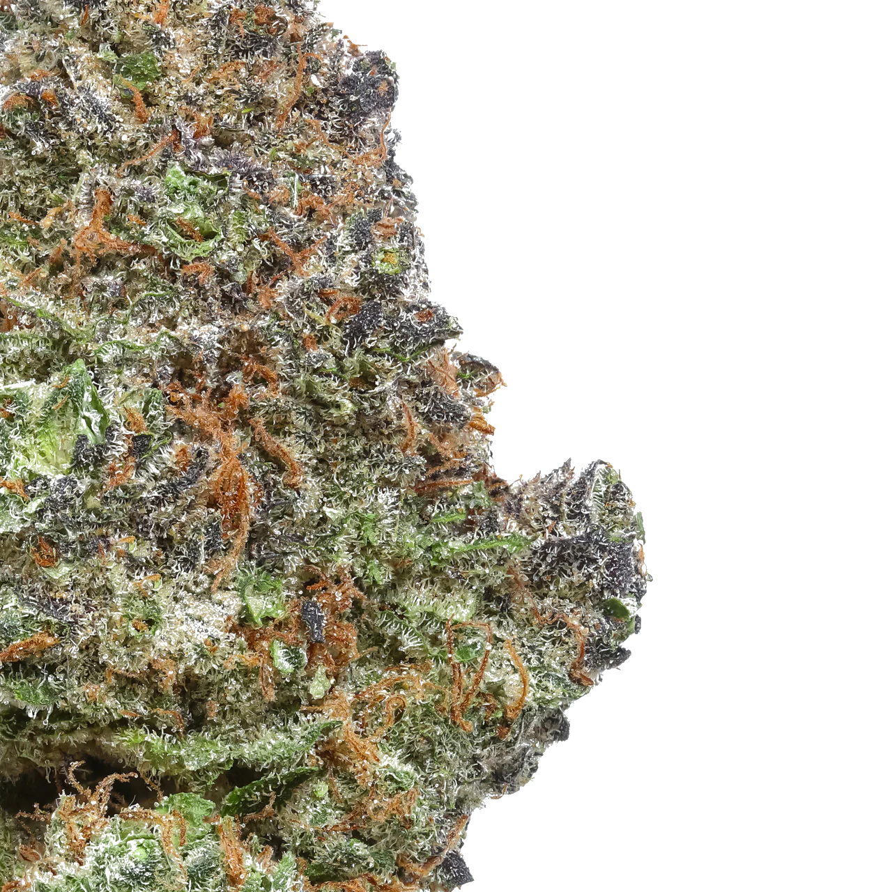Blue Ritz