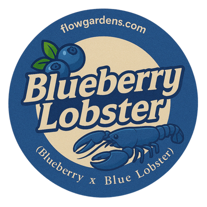 Blueberry Lobster : Small Batch