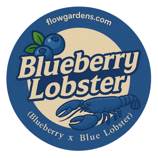 Blueberry Lobster : Small Batch
